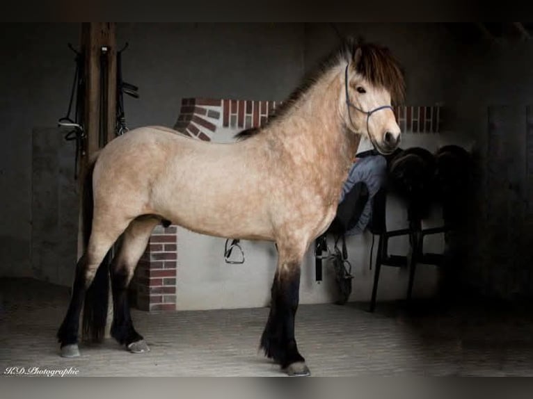 IJslander Hengst 14 Jaar 140 cm Buckskin in DIEULEFIT