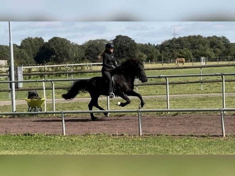 IJslander Hengst 14 Jaar 148 cm Zwart in Soltau