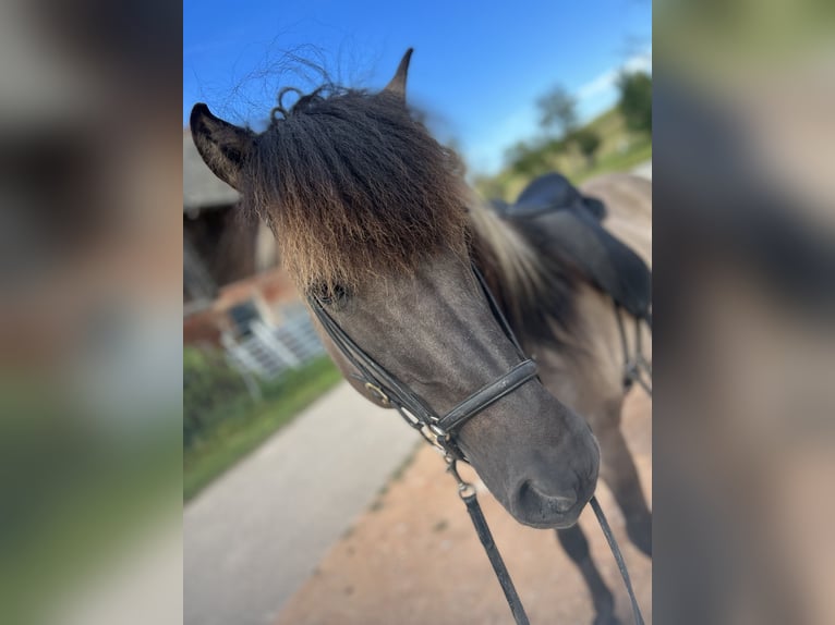IJslander Hengst 15 Jaar 146 cm Falbe in Mariapfarr