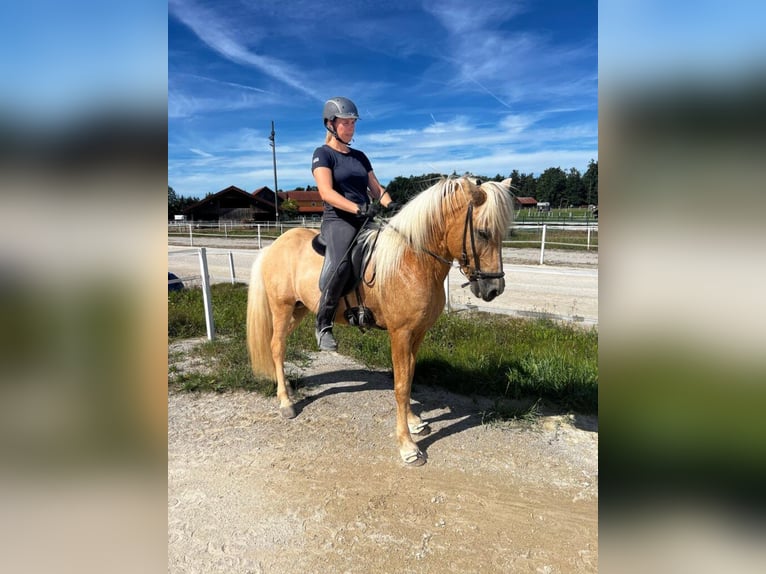 IJslander Hengst 16 Jaar 141 cm Lichtbruin in Sankt Radegund