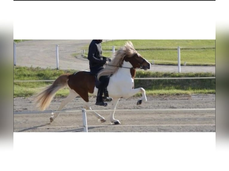 IJslander Hengst 16 Jaar 149 cm Gevlekt-paard in Zweibrücken