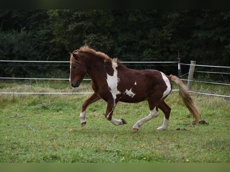 IJslander Hengst 18 Jaar 137 cm Gevlekt-paard in Sauldorf