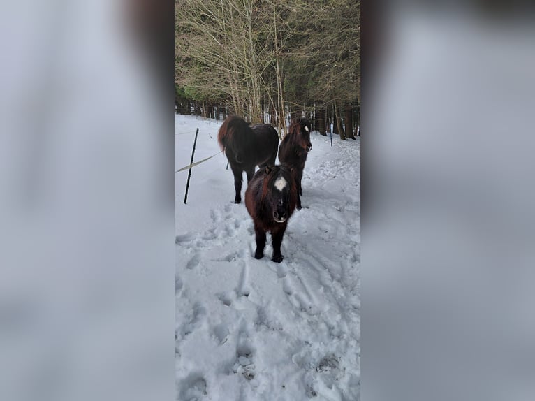 IJslander Hengst 1 Jaar 115 cm Zwart in Rettenbach