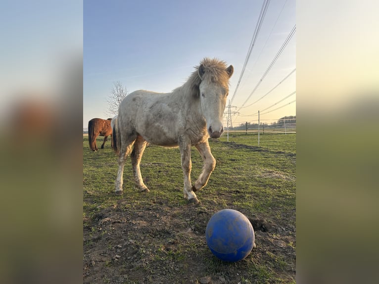 IJslander Hengst 1 Jaar 123 cm Perlino in BorkenBorken