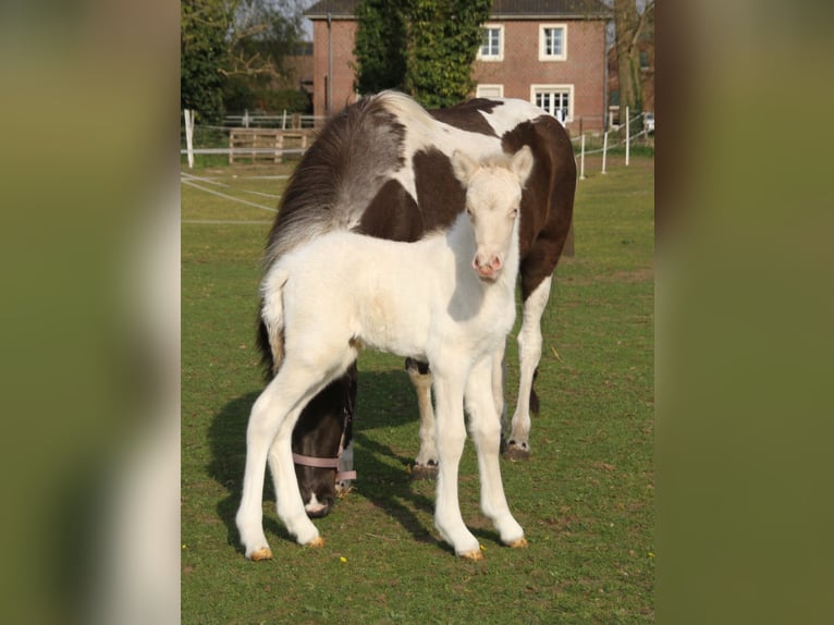 IJslander Hengst 1 Jaar 123 cm Perlino in BorkenBorken