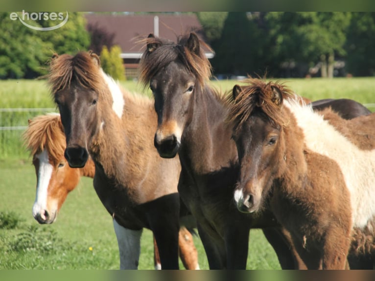 IJslander Hengst 1 Jaar 140 cm Donkerbruin in Winterswijk Kotten