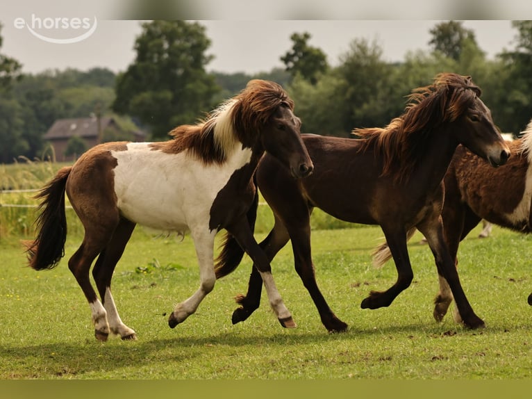 IJslander Hengst 1 Jaar 140 cm Donkerbruin in Winterswijk Kotten