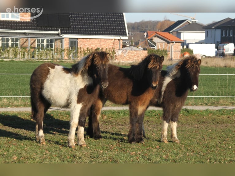 IJslander Hengst 1 Jaar 140 cm Donkerbruin in Winterswijk Kotten