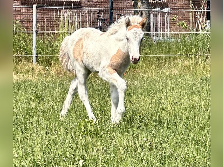 IJslander Hengst 1 Jaar 140 cm Gevlekt-paard in SchmalfeldSchmalfeld