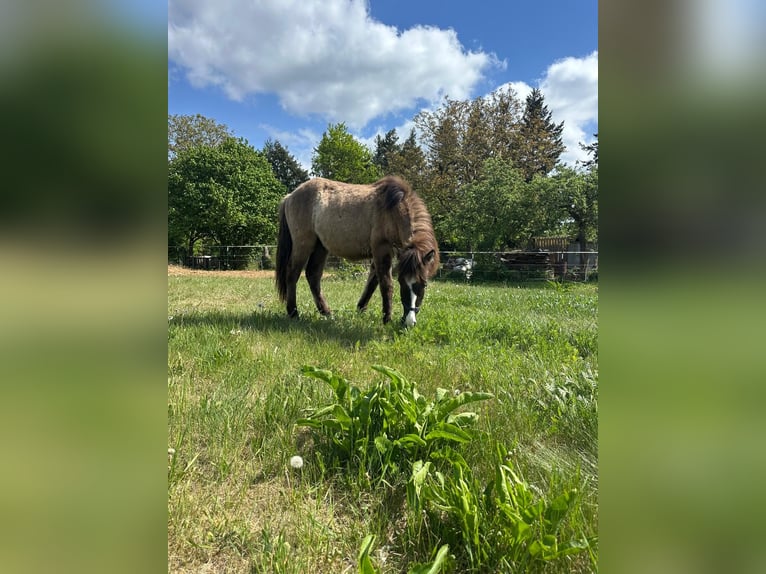 IJslander Hengst 1 Jaar 140 cm Grullo in Gallin
