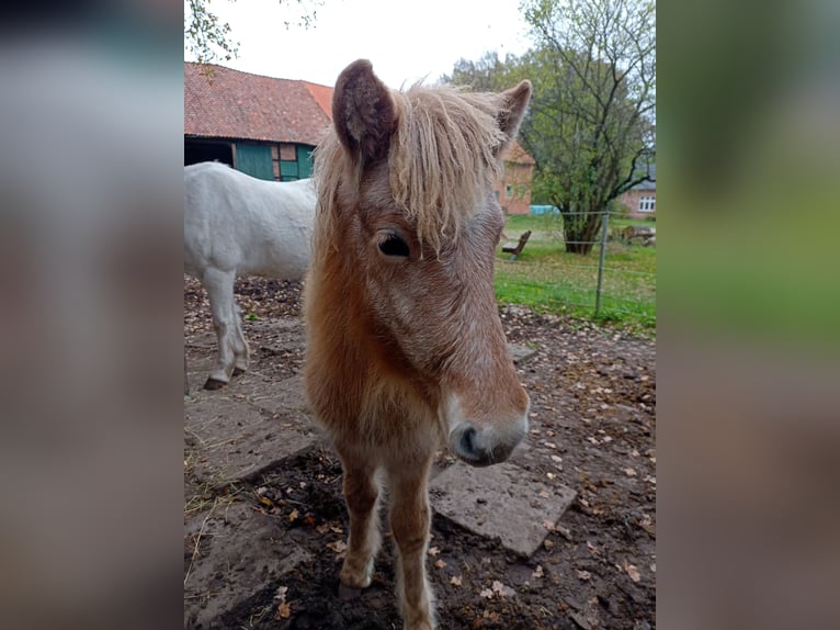 IJslander Hengst 1 Jaar 140 cm kan schimmel zijn in Kirchlinteln