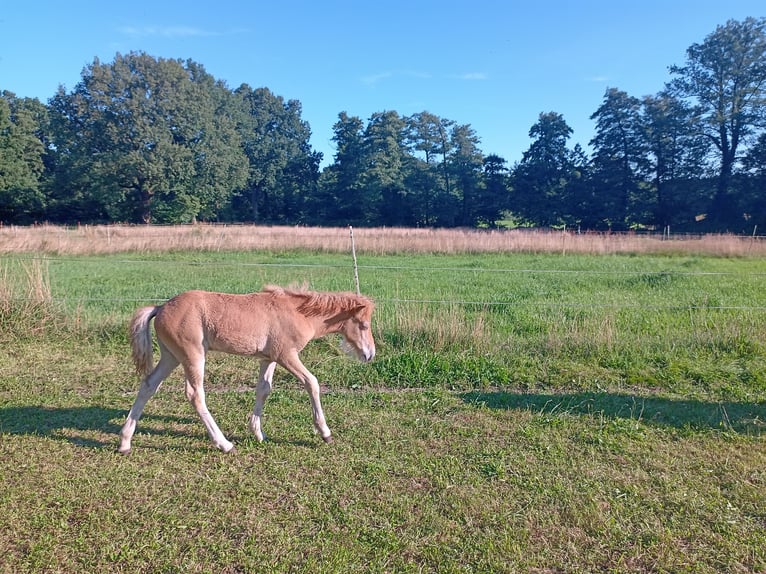 IJslander Hengst 1 Jaar 140 cm kan schimmel zijn in Kirchlinteln