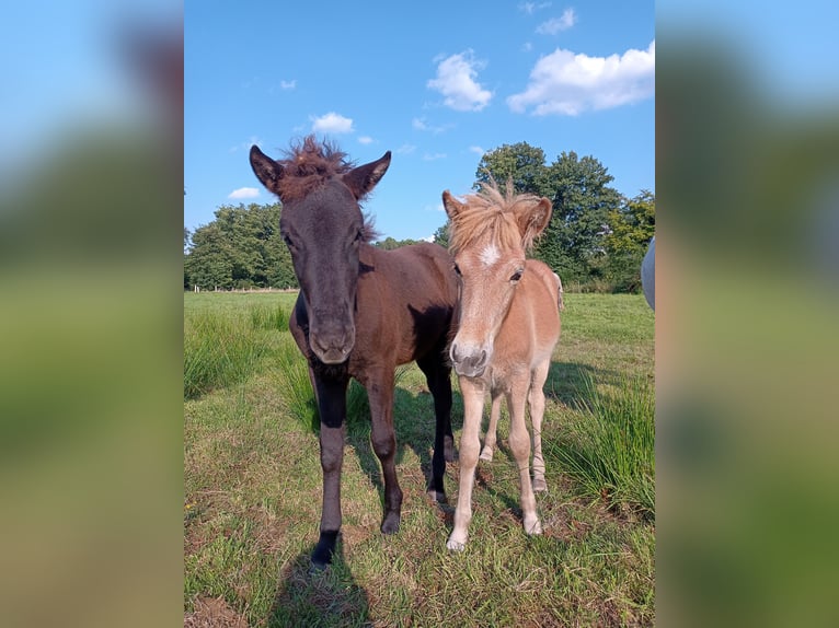 IJslander Hengst 1 Jaar 140 cm kan schimmel zijn in Kirchlinteln