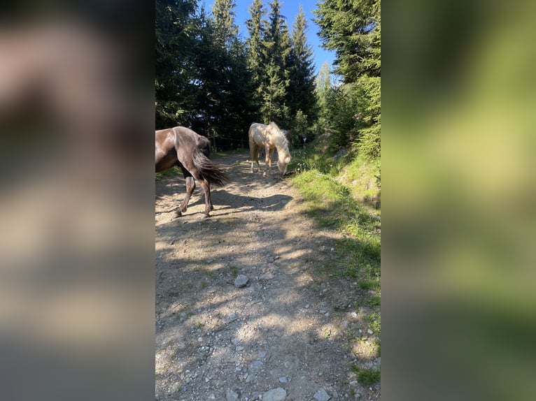IJslander Hengst 1 Jaar 140 cm Palomino in Faistenau