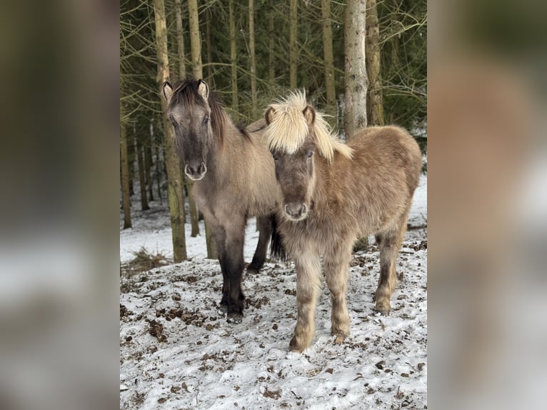 IJslander Hengst 1 Jaar 142 cm Cremello in FuldaFulda