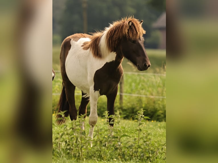 IJslander Hengst 1 Jaar 145 cm Gevlekt-paard in Winterswijk Kotten