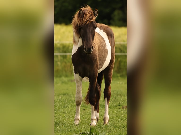 IJslander Hengst 1 Jaar 145 cm Gevlekt-paard in Winterswijk Kotten