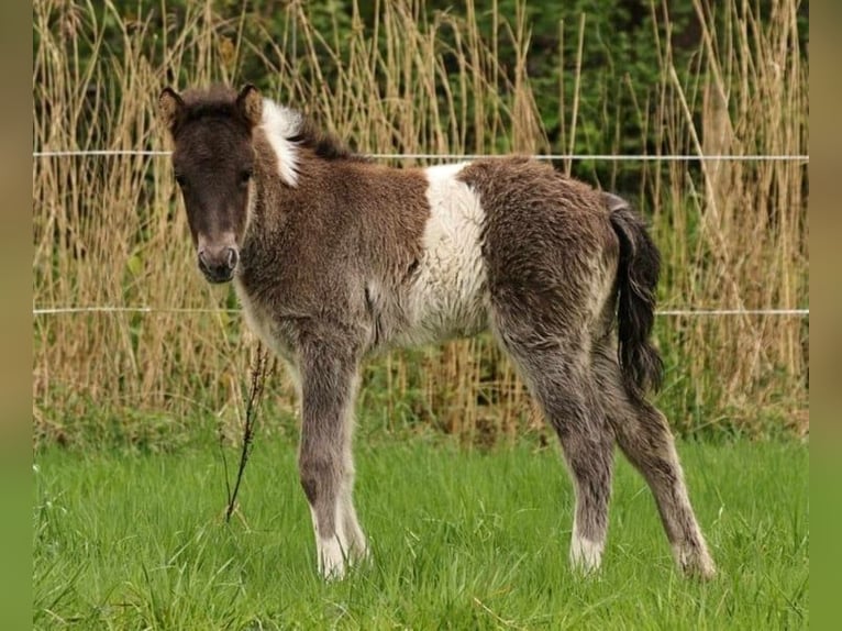 IJslander Hengst 1 Jaar 145 cm Gevlekt-paard in Winterswijk Kotten