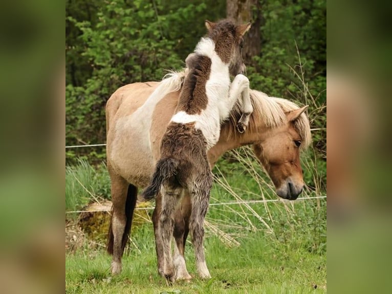 IJslander Hengst 1 Jaar 145 cm Gevlekt-paard in Winterswijk Kotten
