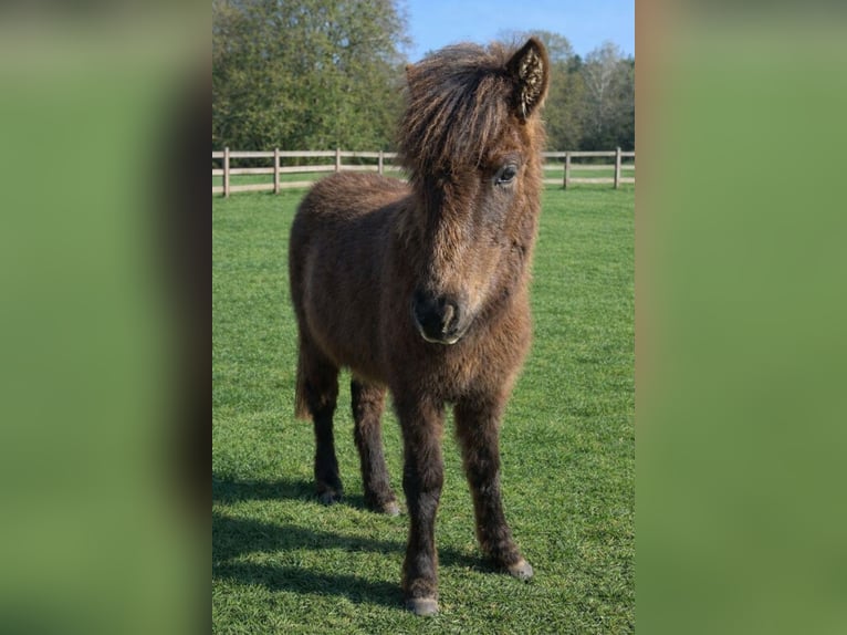 IJslander Hengst 1 Jaar Falbe in Hermannsburg