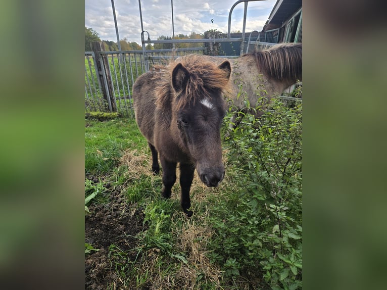 IJslander Hengst 1 Jaar Falbe in Hermannsburg