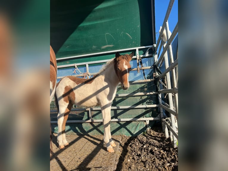 IJslander Hengst 1 Jaar Gevlekt-paard in Friedberg