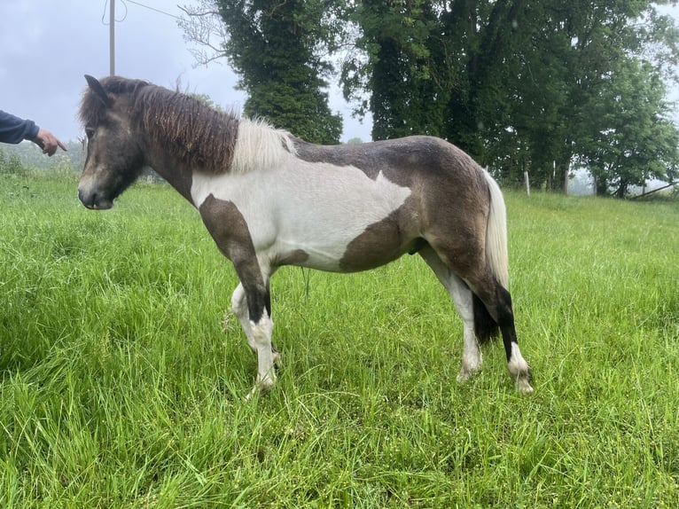 IJslander Hengst 1 Jaar Gevlekt-paard in Seevetal
