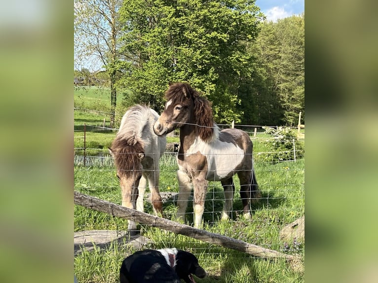 IJslander Hengst 1 Jaar Gevlekt-paard in Seevetal