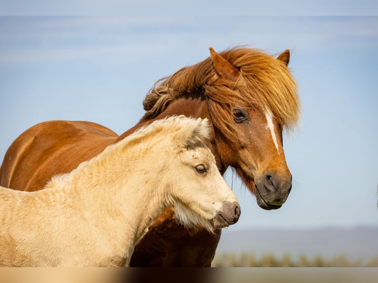 IJslander Hengst 1 Jaar Palomino in Hvolsvöllur