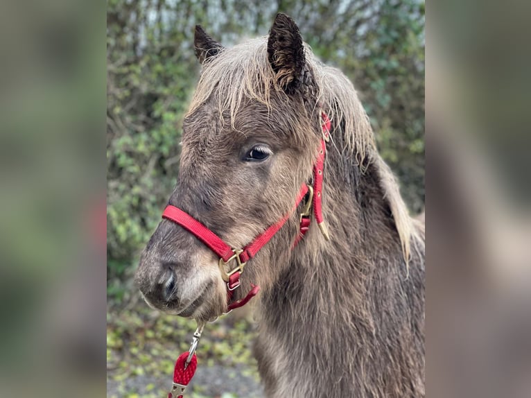 IJslander Hengst 1 Jaar in Neuenbürg