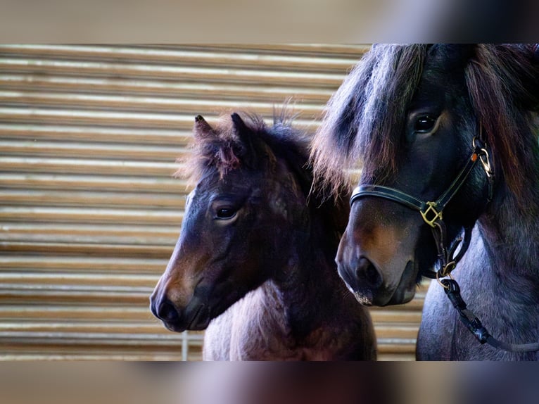 IJslander Hengst 1 Jaar Roan-Bay in Blankenheim