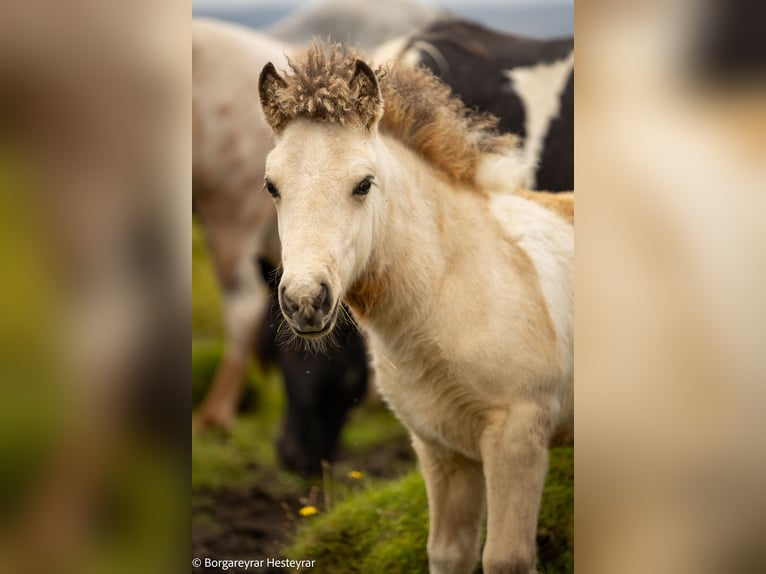 IJslander Hengst 1 Jaar Tobiano-alle-kleuren in Hvolsvollur