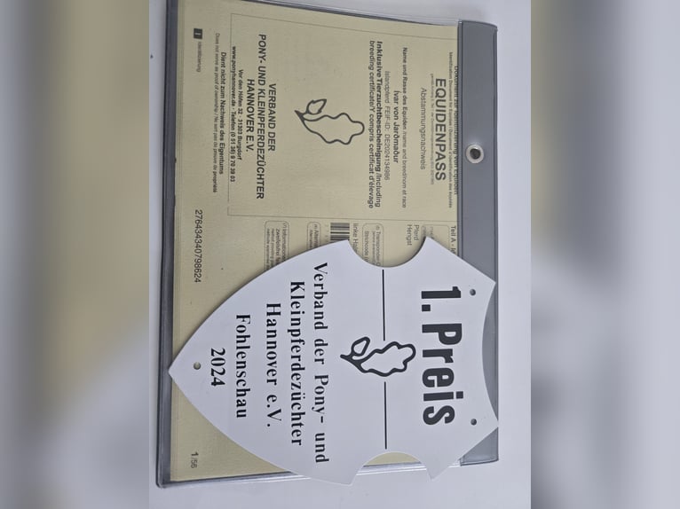 IJslander Hengst 1 Jaar Vos in Hermannsburg