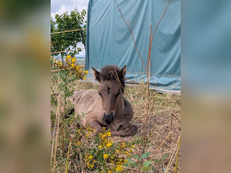 IJslander Hengst 1 Jaar Zwart in Beilstein