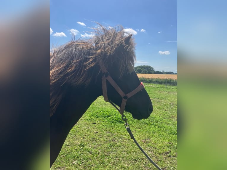 IJslander Hengst 1 Jaar Zwartbruin in Marrum