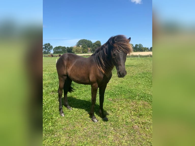 IJslander Hengst 1 Jaar Zwartbruin in Marrum