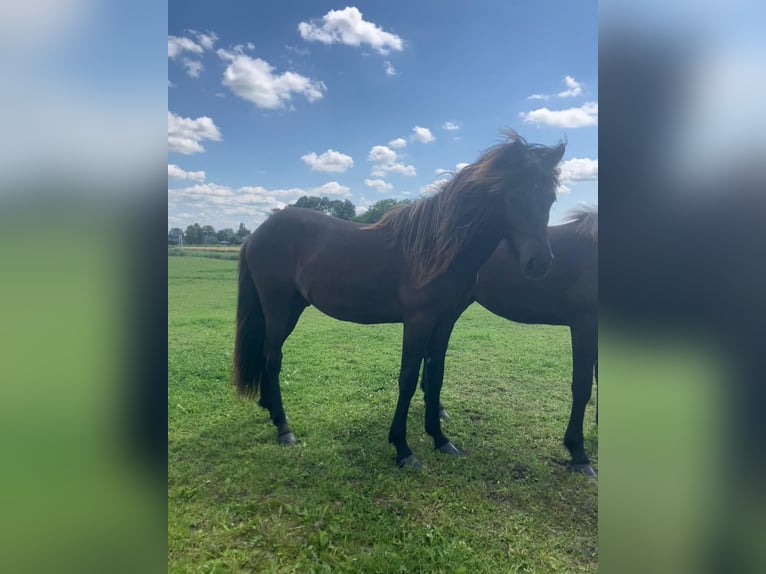 IJslander Hengst 1 Jaar Zwartbruin in Marrum