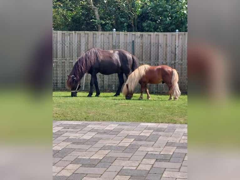 IJslander Hengst 20 Jaar Zwart in Hoya