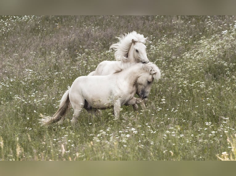 IJslander Hengst 2 Jaar 135 cm Palomino in Lennestadt