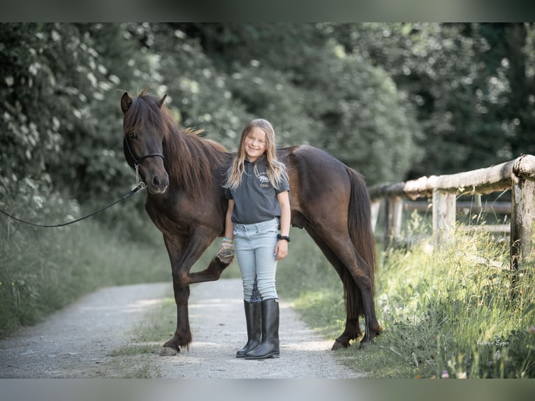 IJslander Hengst 2 Jaar 138 cm Zwart in Scheffau am Wilden Kaiser