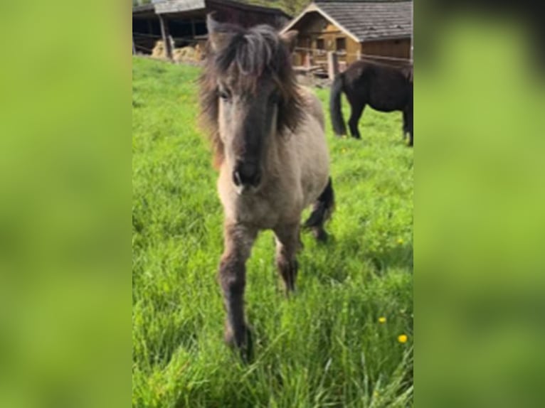 IJslander Hengst 2 Jaar 139 cm Falbe in Fulda