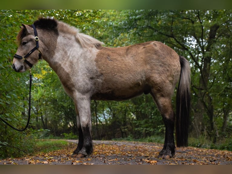 IJslander Hengst 2 Jaar 139 cm in Blunk