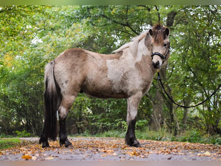 IJslander Hengst 2 Jaar 139 cm in Blunk