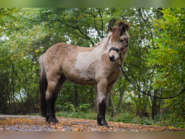 IJslander Hengst 2 Jaar 139 cm in Blunk