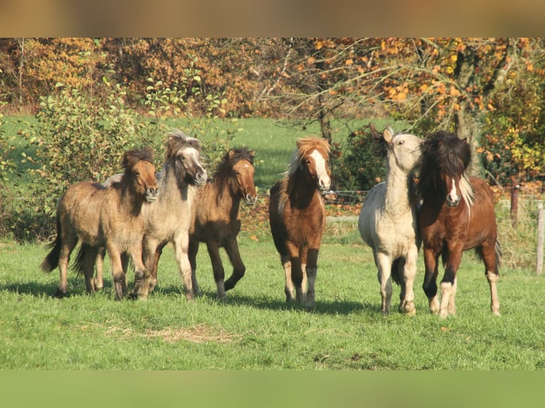 IJslander Hengst 2 Jaar 140 cm Falbe in Südlohn