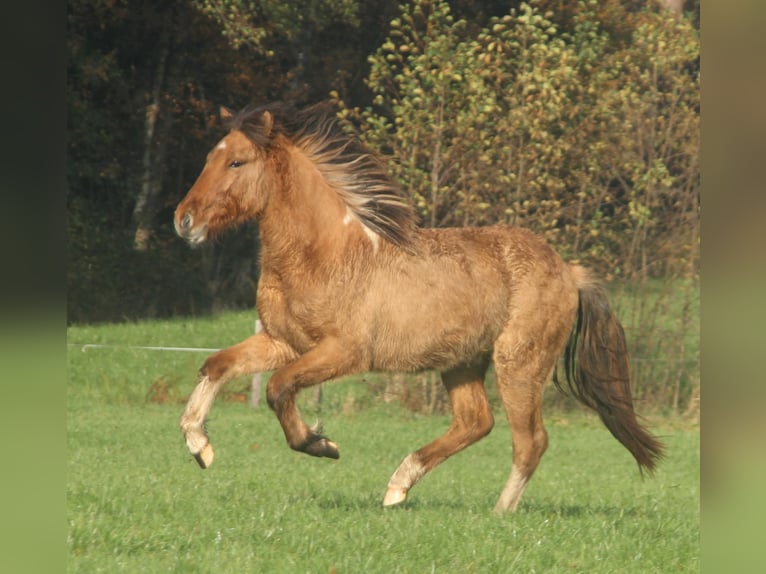 IJslander Hengst 2 Jaar 140 cm Falbe in Südlohn