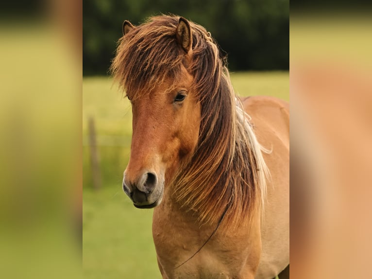 IJslander Hengst 2 Jaar 140 cm Falbe in Südlohn