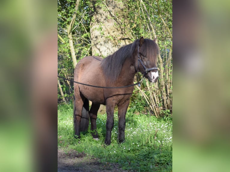 IJslander Hengst 2 Jaar 140 cm in Blunk