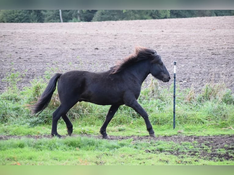 IJslander Hengst 2 Jaar 140 cm in Blunk