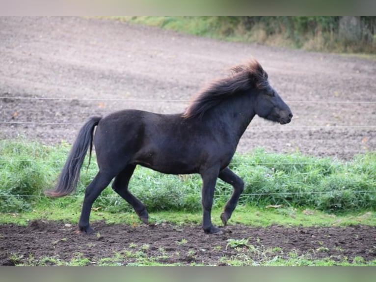 IJslander Hengst 2 Jaar 140 cm in Blunk